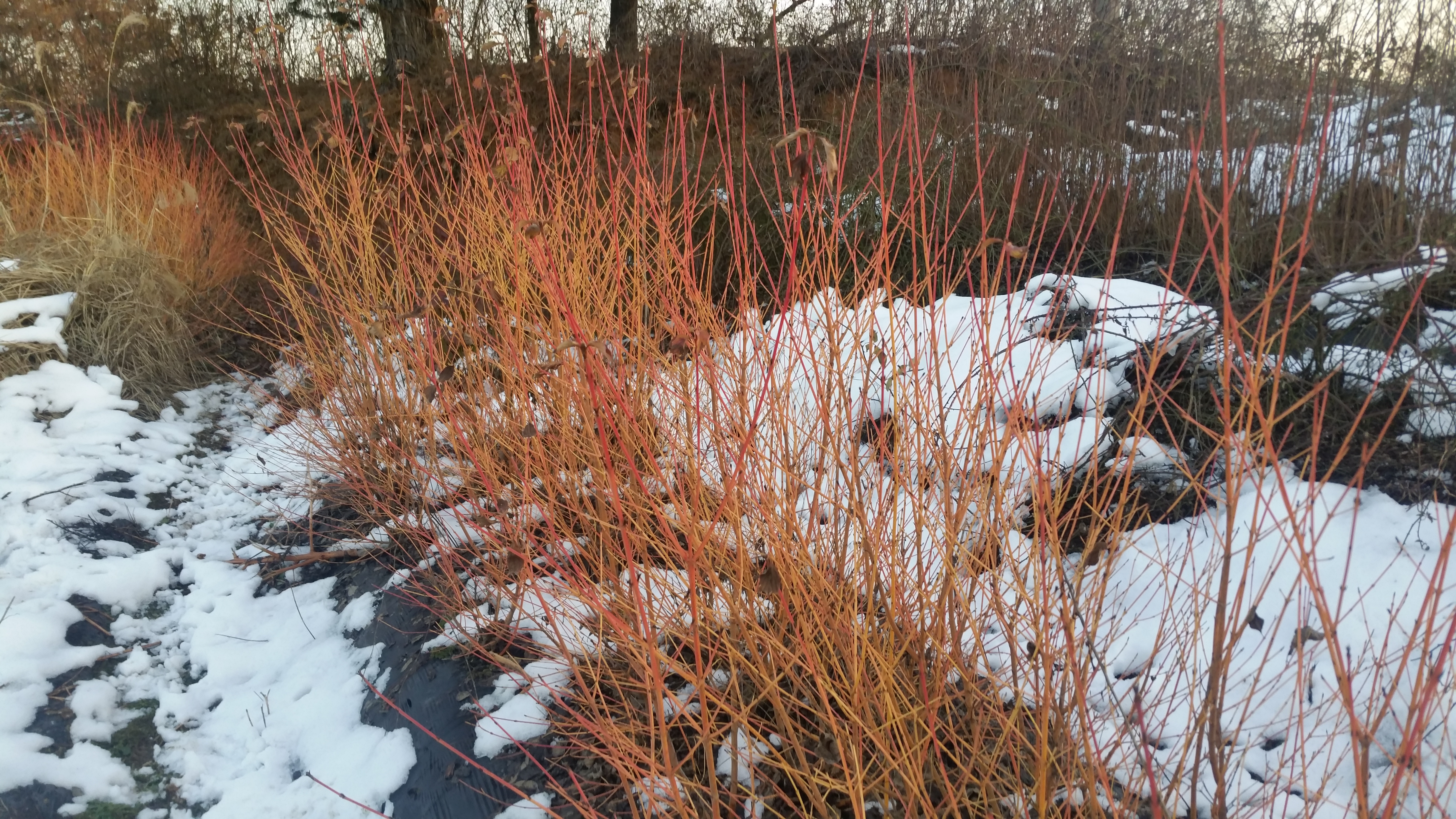 Cornus sanguinea 'Midwinter Fire'